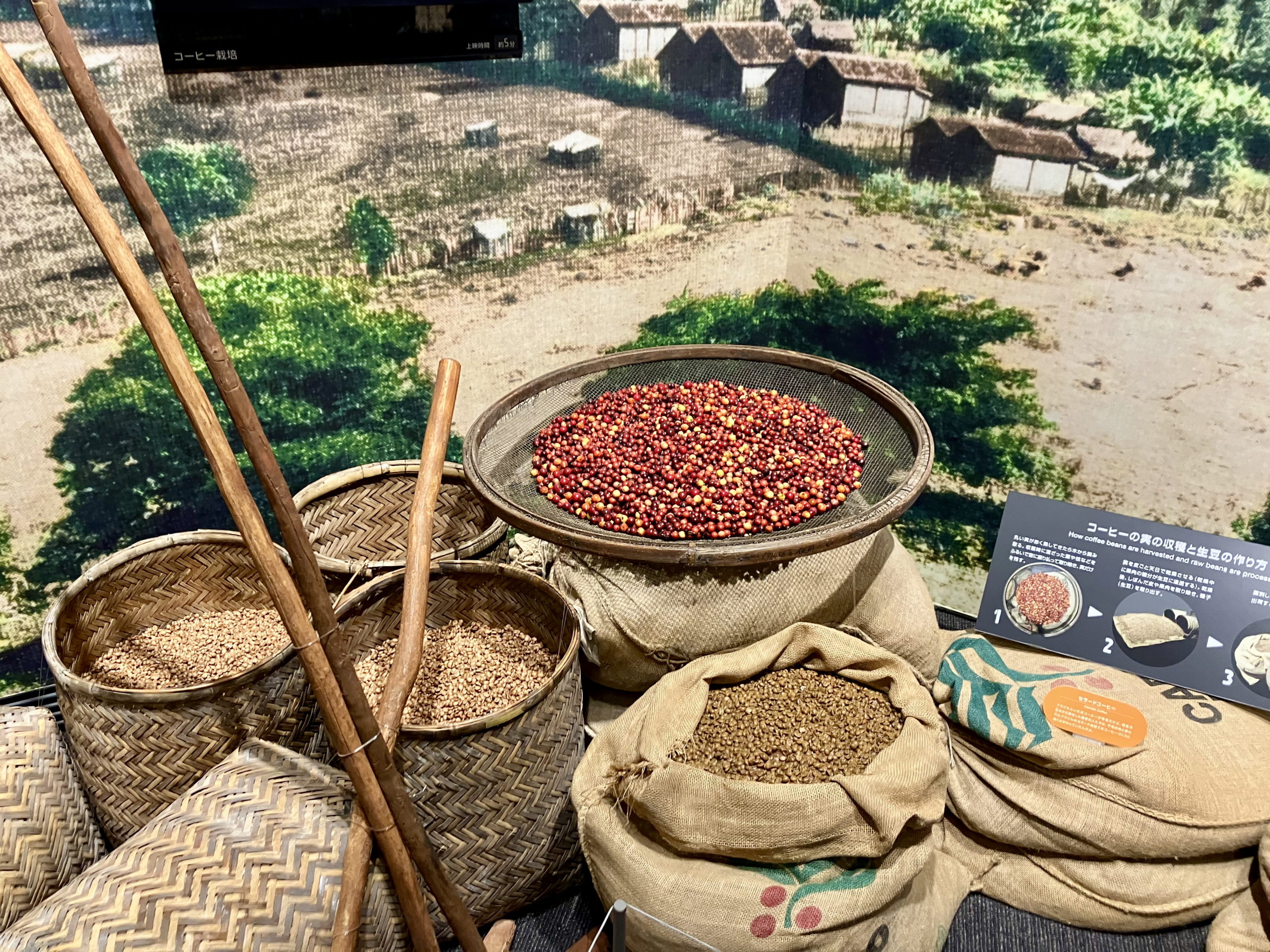 ブラジルの日本人移民によるコーヒー栽培の紹介パネル 